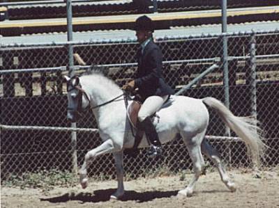 Vintage Forstar 
English and Western Pleasure Res. Champion,
In-Hand Grand Champion Sec. A